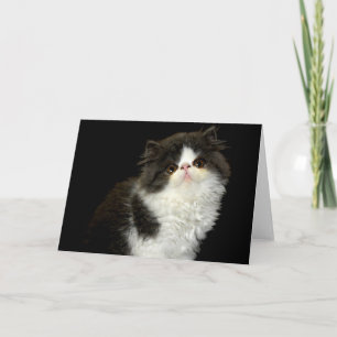 Schwarzweißkätzchen Karte