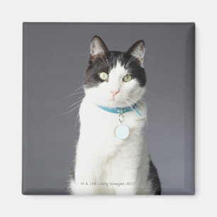 Schwarzweißkatze Magnet
