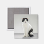 Schwarzweißkatze mit leuchtenden grünen Augen Magnet (Vorderseite/Rückseite)