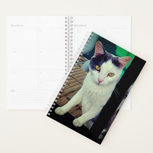 Schwarzweißkatze Planer (Anzeige)