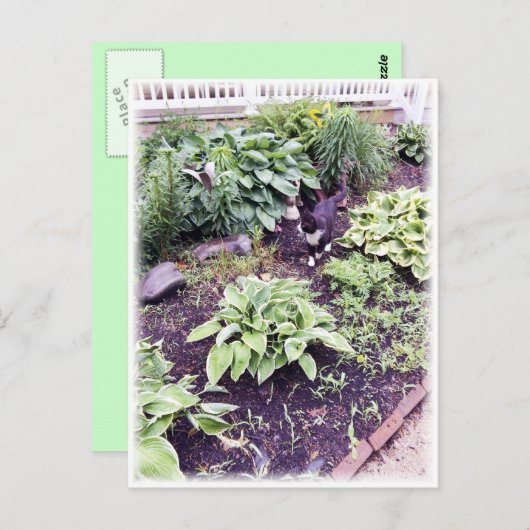 Schwarzweißkatze Postkarte (Vorne/Hinten)