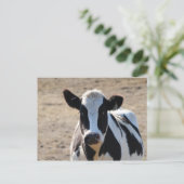 Schwarzweißkuh Postkarte (Stehend Vorderseite)
