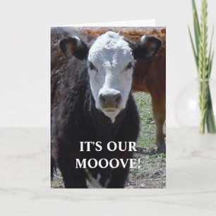 Schwarzweißkuh - Western Adressenänderung Ankündigung