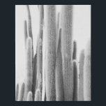 Schwarzweißkunstdruck des Fotos Cactus Künstlicher Leinwanddruck<br><div class="desc">Kakteen Print</div>