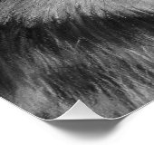 Schwarzweißmalerei eines grauen Wolfs Poster (Ecke)