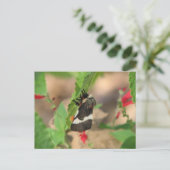 Schwarzweißmoth Postkarte (Stehend Vorderseite)