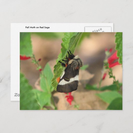 Schwarzweißmoth Postkarte (Vorne/Hinten)