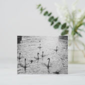 Schwarzweißschwäne Postkarte (Stehend Vorderseite)