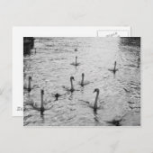 Schwarzweißschwäne Postkarte (Vorne/Hinten)