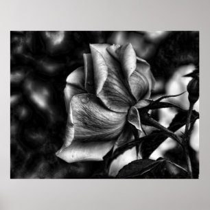 Schwarzweißskizze der Rose Poster