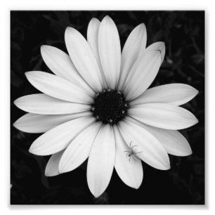 Schwarzweißspinne auf der Blume Fotodruck