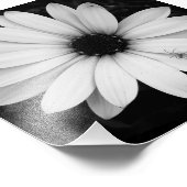 Schwarzweißspinne auf der Blume Fotodruck (Ecke)