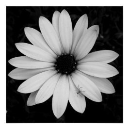 Schwarzweißspinne auf der Blume Poster
