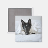 Schwarzweißwelpen im Bett mit Knochen Magnet (Vorderseite/Rückseite)
