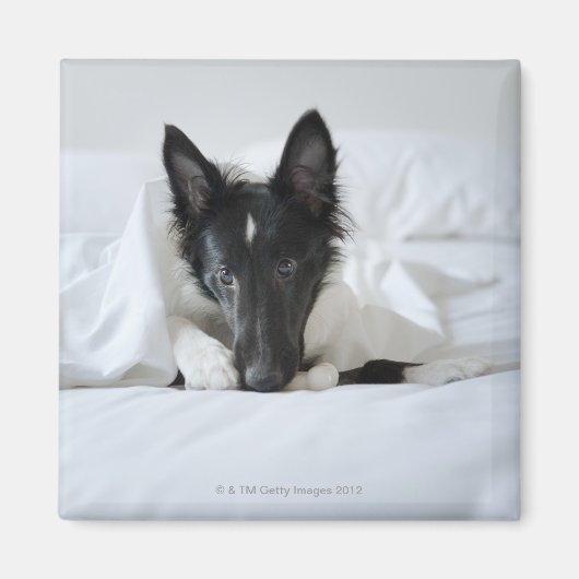 Schwarzweißwelpen im Bett mit Knochen Magnet (Vorne)