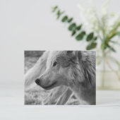 Schwarzweißwolf Postkarte (Stehend Vorderseite)