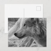 Schwarzweißwolf Postkarte (Vorne/Hinten)