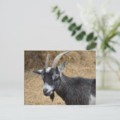 Schwarzweißziege Postkarte (Stehend Vorderseite)