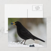 Schwarzwild frisst Trauben im Schnee Postkarte (Vorne/Hinten)