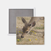 Schwarzwild (Odocoileus hemionus) Magnet (Vorderseite/Rückseite)