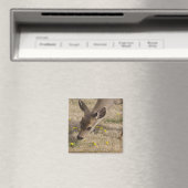 Schwarzwild (Odocoileus hemionus) Magnet (In Situ (Geschirrspüler))