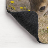 Schwarzwild (Odocoileus hemionus) Mousepad (Ecke)