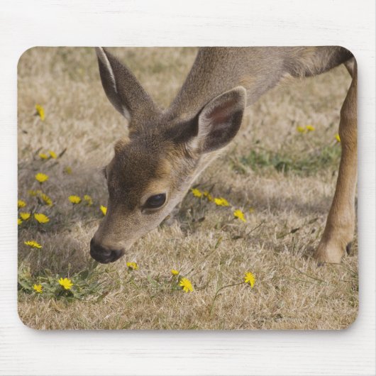 Schwarzwild (Odocoileus hemionus) Mousepad (Vorne)