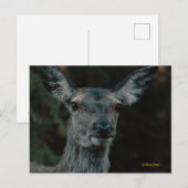 Schwarzwild Postkarte (Vorne/Hinten)