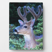 Schwarzwild-Schwanz | Olympischer Nationalpark Fotoplatte (Vorderseite)