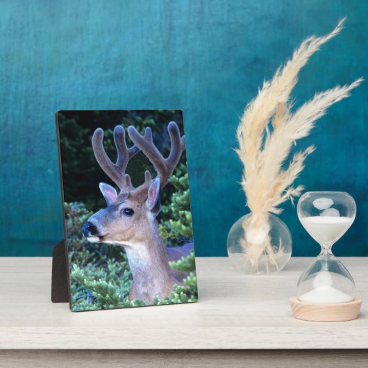 Schwarzwild-Schwanz | Olympischer Nationalpark Fotoplatte (Seite)