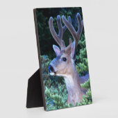 Schwarzwild-Schwanz | Olympischer Nationalpark Fotoplatte (Seite)