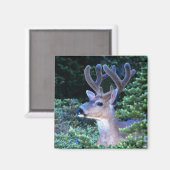 Schwarzwild-Schwanz | Olympischer Nationalpark Magnet (Vorderseite/Rückseite)