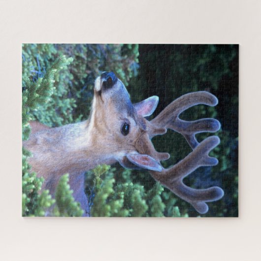 Schwarzwild-Schwanz | Olympischer Nationalpark Puzzle (Horizontal)