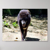 Schwarzwolf Poster (Vorne)