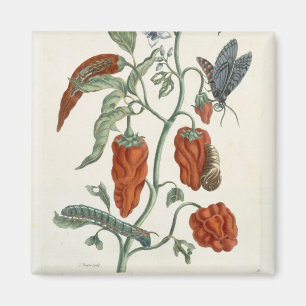 Schwarzwurz, von "einem neugierigen Kräuter", 178 Magnet