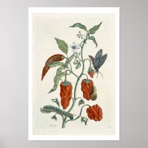 Schwarzwurz, von "einem neugierigen Kräuter", 178 Poster