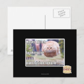 Schwebeflug kitteh postkarte (Vorne/Hinten)