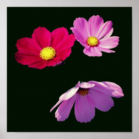 Schwebende Cosmos-Margerite-Blumentrio Poster (Vorne)
