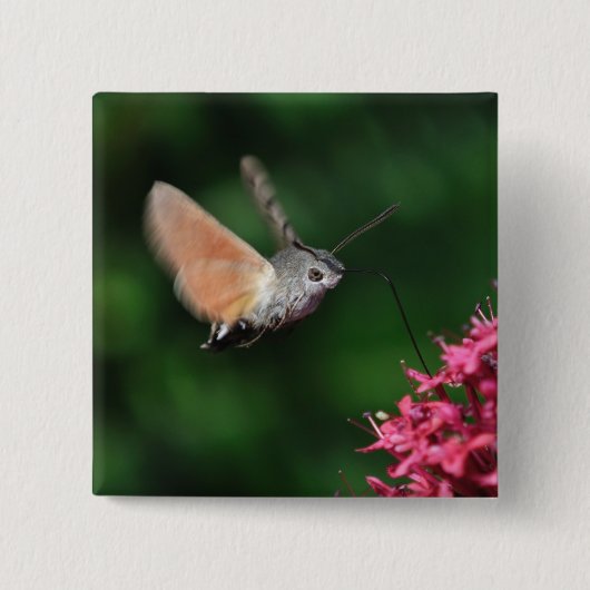 Schwebende Kolibrimotte Button (Vorderseite)