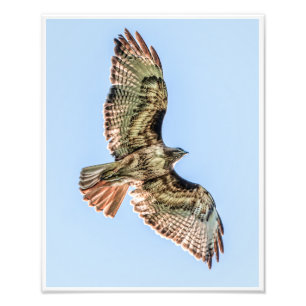 Schwebender Rotschwanzbussard – Natur-Wildlife-Dru Fotodruck