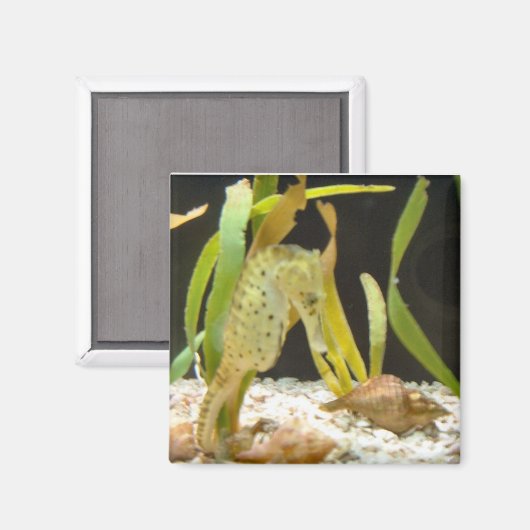 Schwebendes Seepferd - Magnet (Vorderseite/Rückseite)