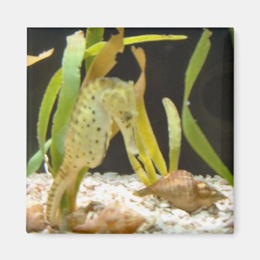 Schwebendes Seepferd - Magnet (Vorne)