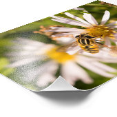Schwebfliege Fotodruck (Ecke)