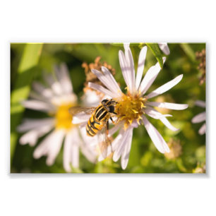 Schwebfliege Fotodruck