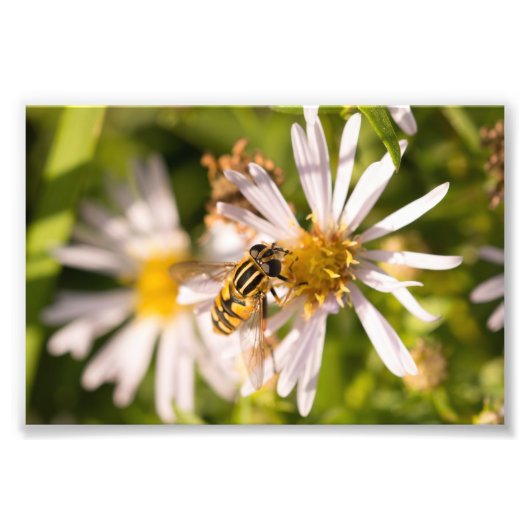 Schwebfliege Fotodruck (Vorne)