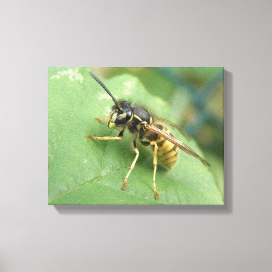 Schwebfliege Makro Leinwanddruck (Vorderseite)