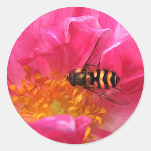 Schwebfliege und Rosa Mundi Runder Aufkleber