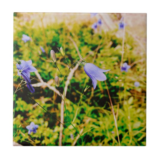 Schwedisch Bluebell Fliese (Vorderseite)