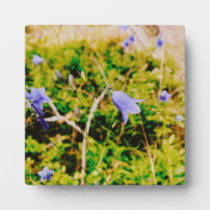 Schwedisch Bluebell Fotoplatte