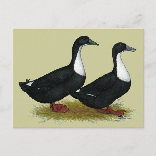 Schwedische Enten Black Postkarte (Vorderseite)